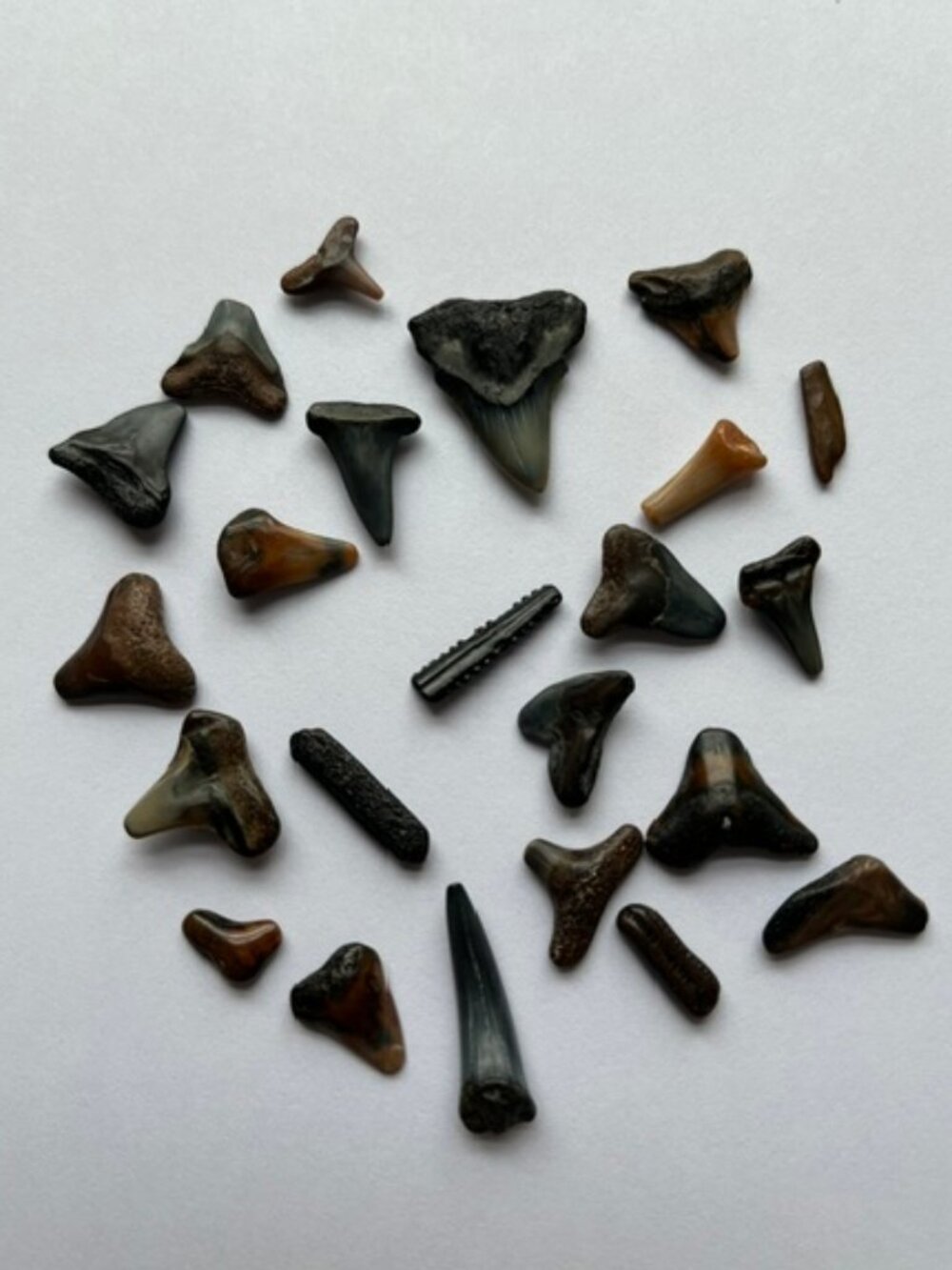 Shark Teeth Lot